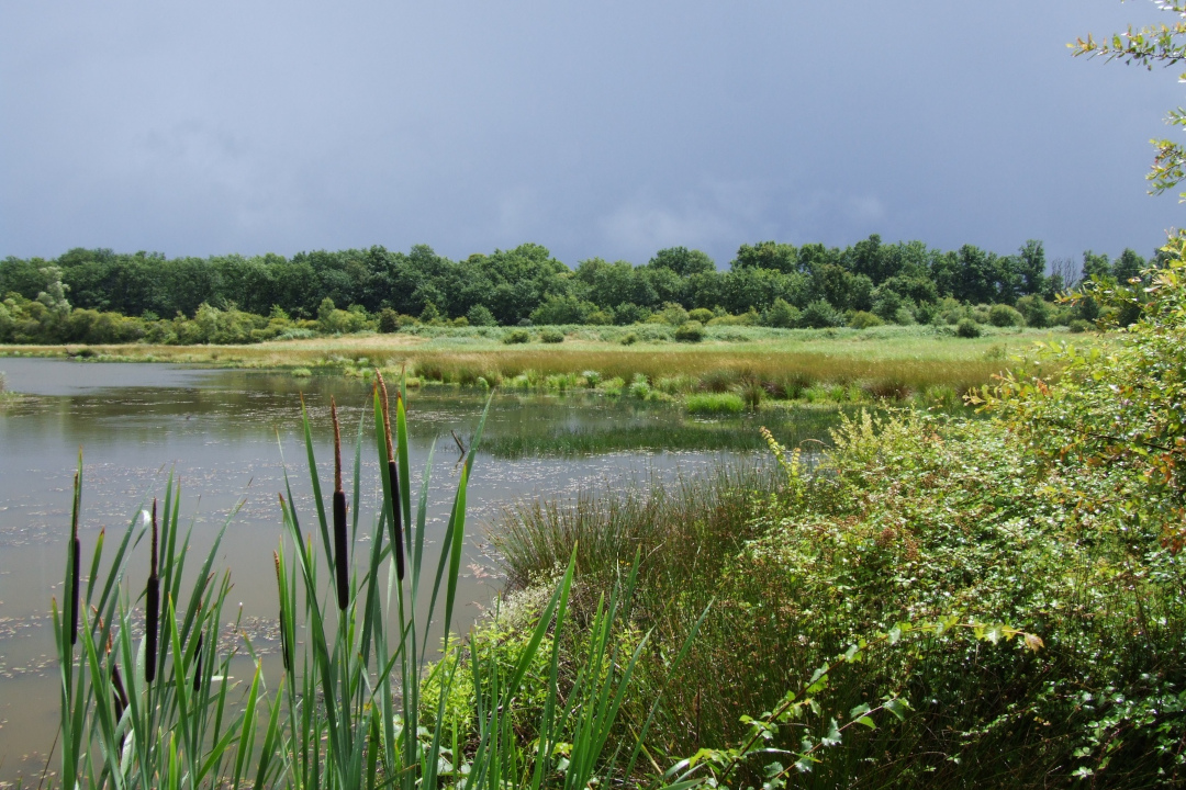 Etang Cistude sur la réserve de Chérine