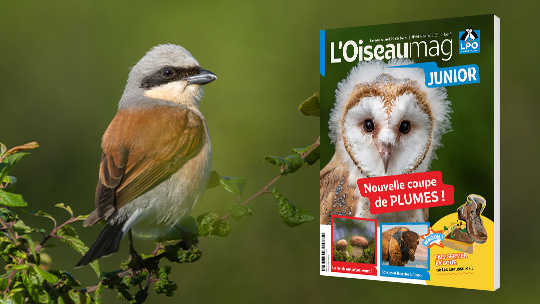 Couverture du magazine L'OISEAU MAG junior n° 64 (dossier nouvelle coupe de plumes sur la mue des oiseaux) en 3D présenté sur un fond avec un pie-grièche écorcheur