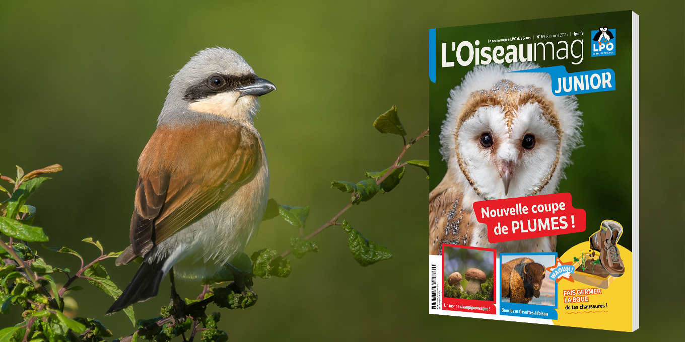 L’OISEAU MAG Junior n°64 - automne 2026 - Sortie mi-septembre 2026