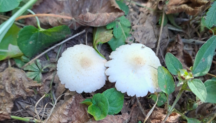 A la découverte des champignons