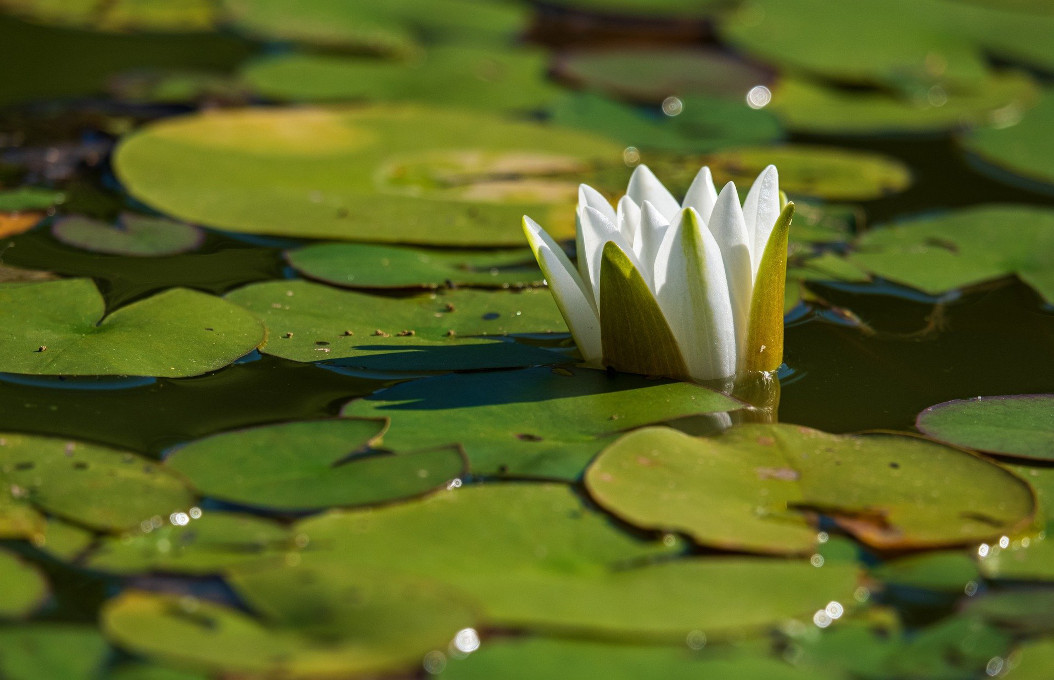 nénuphar blanc