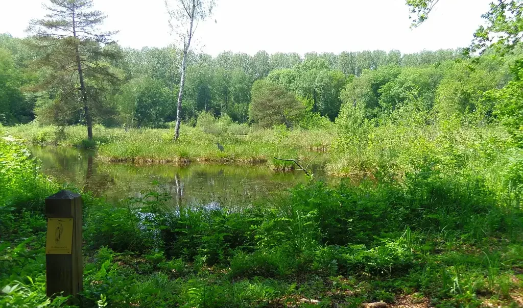 Visite guidée des marais de Bourneville (60)