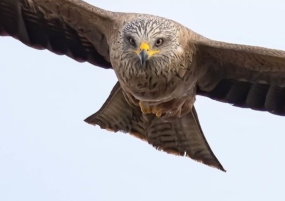 Rapaces