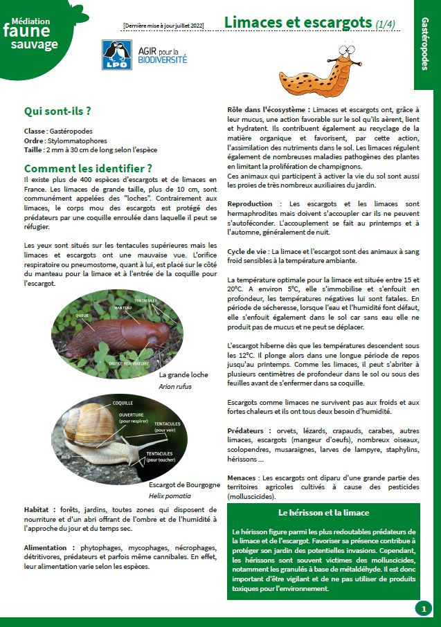 Escargot de Bourgogne  Observatoire de la Biodiversité des Forêts
