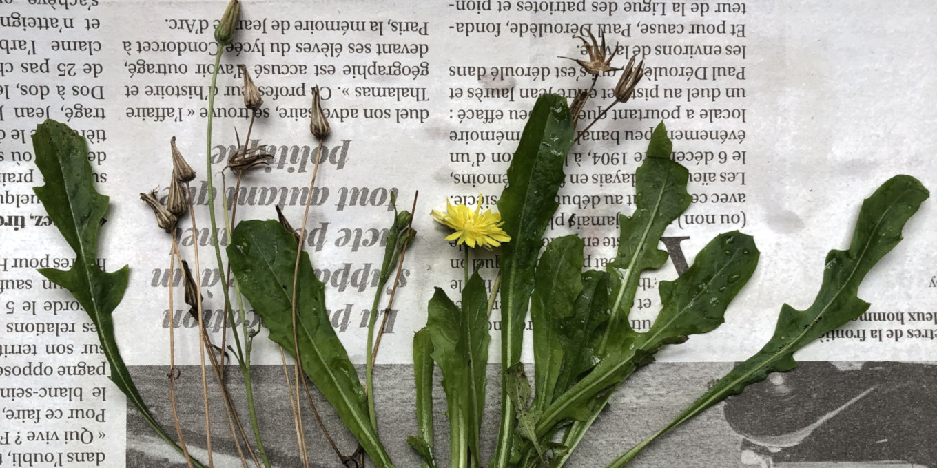 Réalisation d'un herbier © Nicolas Macaire / LPO