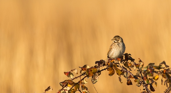 Conférence chants d'oiseaux