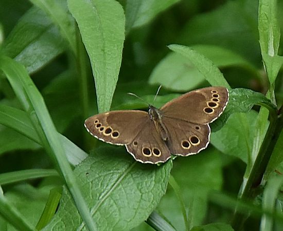 Sortie photo, sur les traces de la Baccanthe