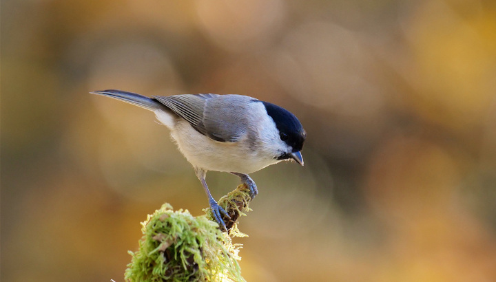 Une Mésange religieuse ?