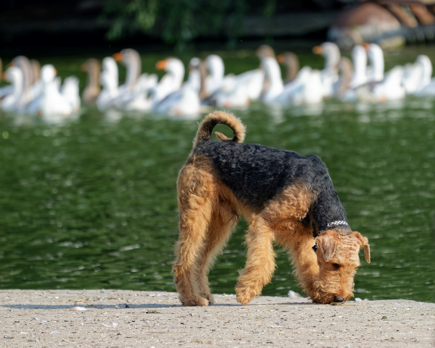 Chien au bord d'un point d'eau, on aperçoit en arrière plan des oiseaux dans l'eau