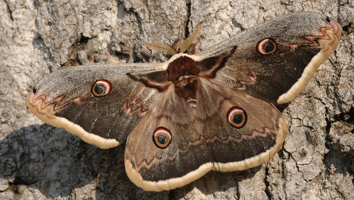 Grand paon de nuit - LPO (Ligue pour la Protection des Oiseaux) - Agir ...