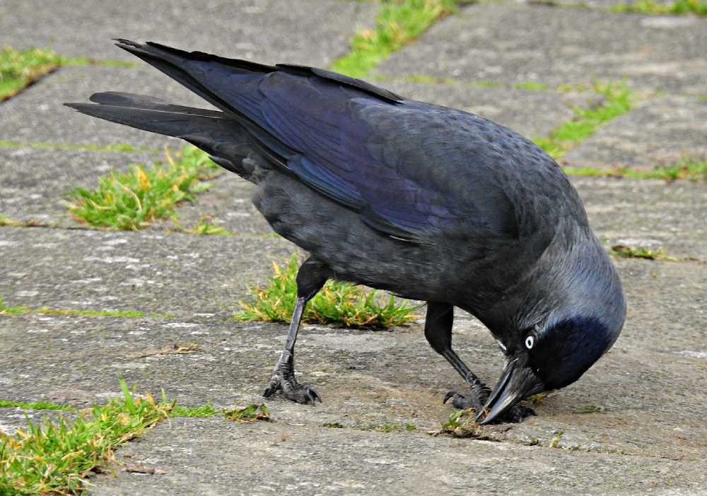 Enquête régionale sur le Choucas des tours : oiseau de l'année 2023