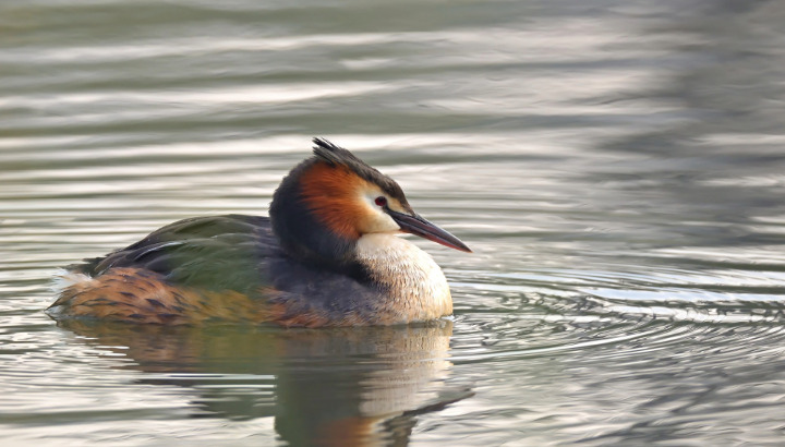 L'Atlas des oiseaux nicheurs de Vannes 2023