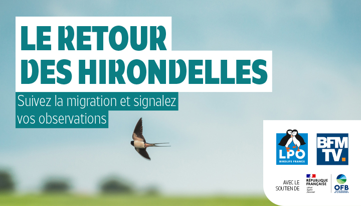 Suivez en direct le retour des <strong>hirondelle</strong>s !