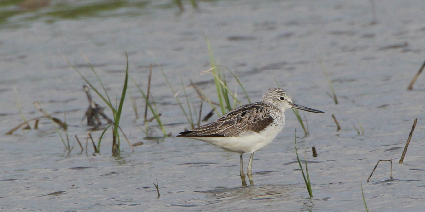 Au coeur du marais de Brouage, un Chevalier aboyeur©RNNMO-LPO