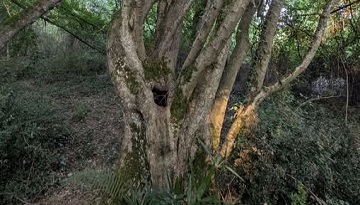 Sortie sur le thème de la forêt