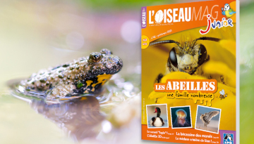L'OISEAU MAG Junior n° 42 : parution courant mars