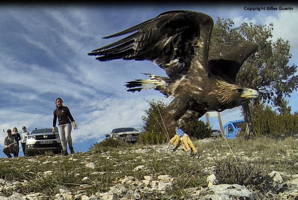 Des nouvelles d’un Aigle royal, sept ans après sa remise en liberté !