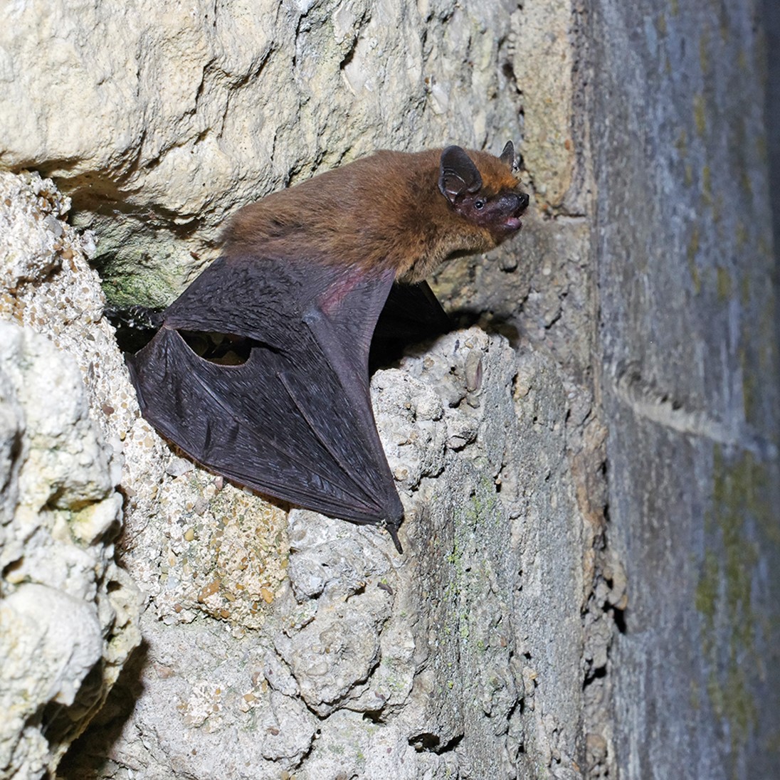 Pipistrelle commune