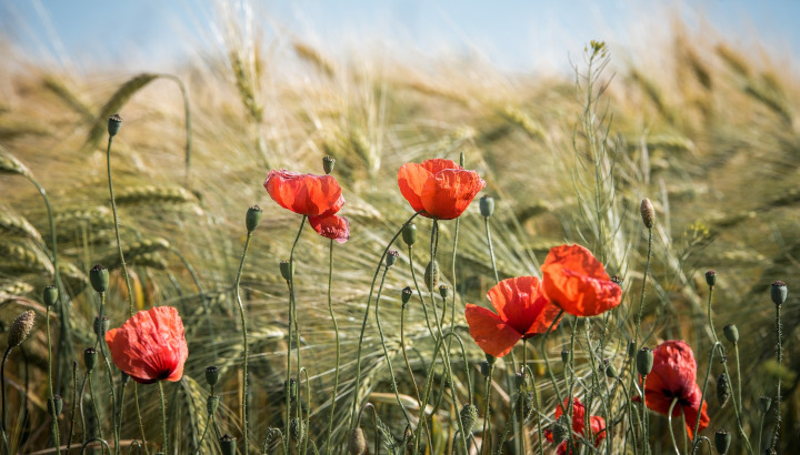 Agriculture et biodiversité en Dordogne
