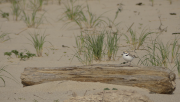Restons vigilants sur les plages !