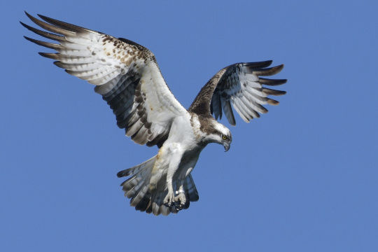 Balbuzard pêcheur en vol © Alain Desbrueres