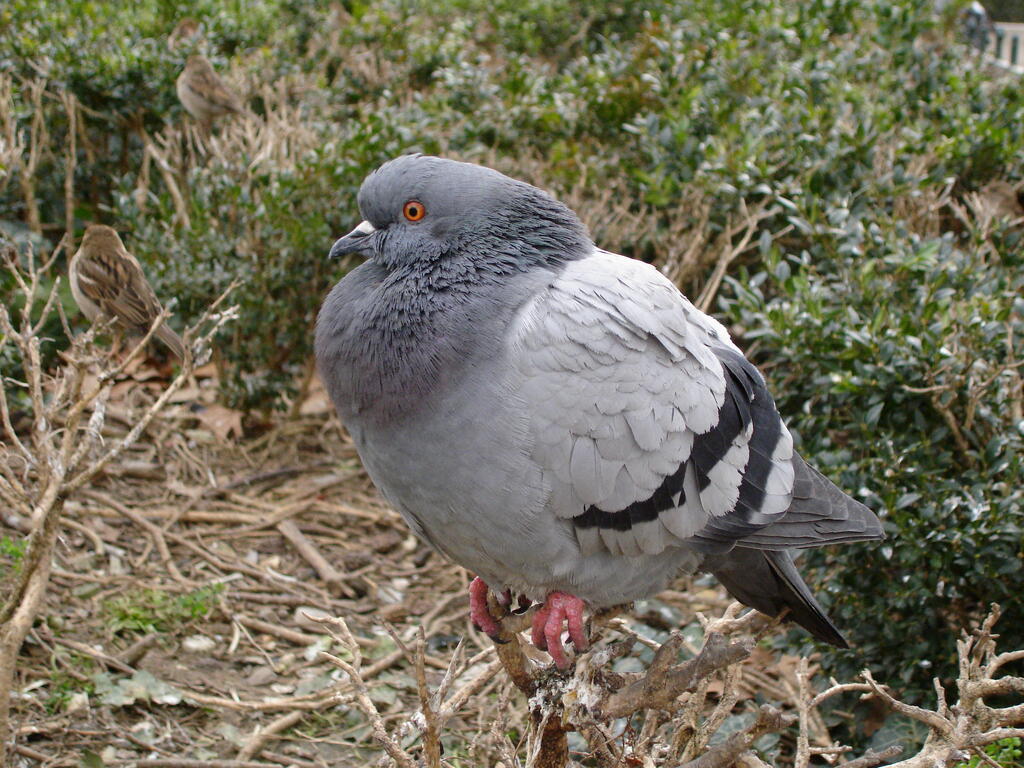 Les oiseaux des villes dans le parc et les jardins d'Auzette