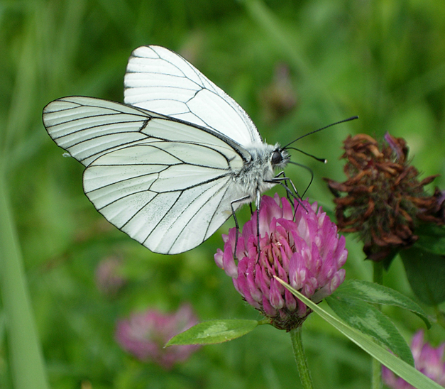Papillon Gazé posé sur une fleur