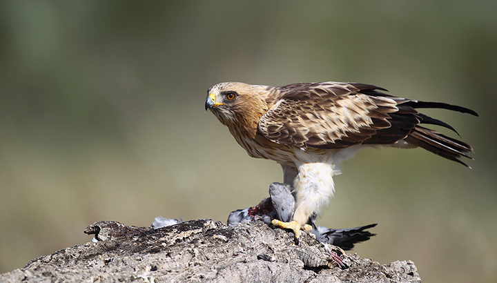 Journée de prospection : Aigle botté