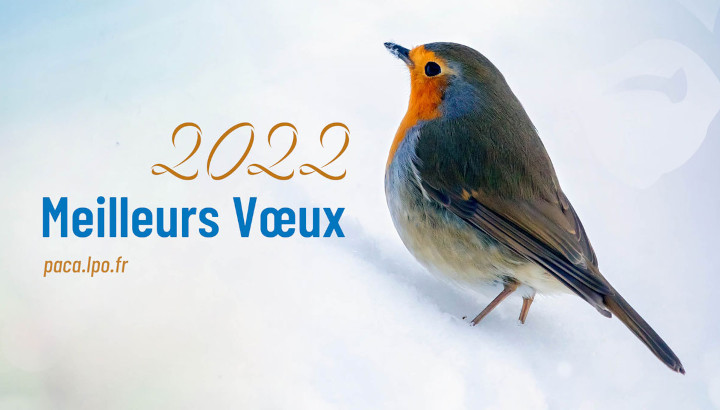 En 2022, défendez l’extraordinaire diversité de la vie à nos côtés