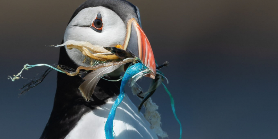 Oiseaux marins et plastique