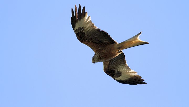 Les oiseaux de la Gardiole