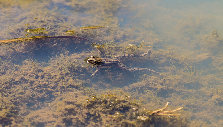 À la rencontre des habitants de la mare