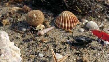 Les trésors de la plage
