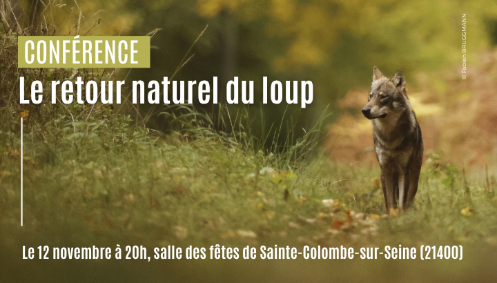 Ciné-Débat - Le retour naturel du loup