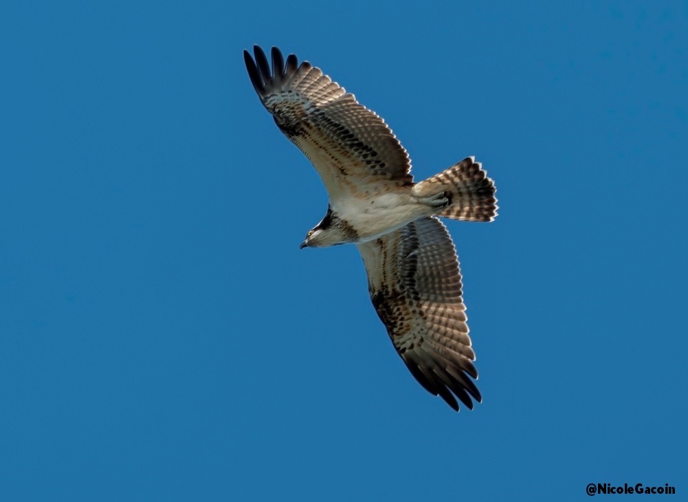 Balbuzard pêcheur