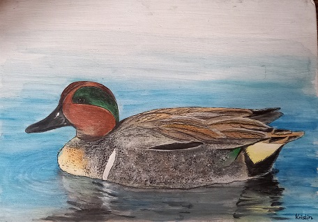 Sortie Canards - adaptée aux débutants