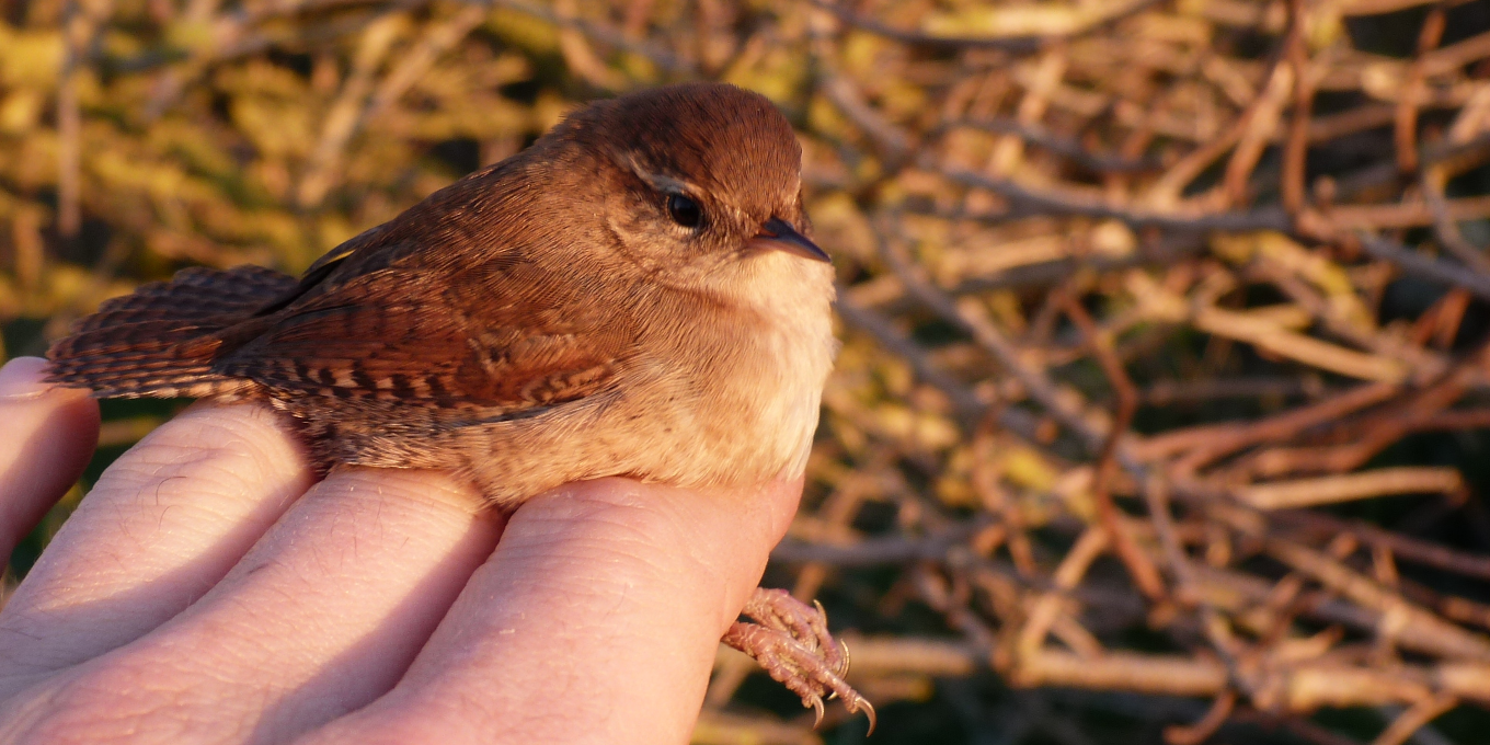 Le baguage des oiseaux, un outil de la connaissance-Troglodyte mignon en main