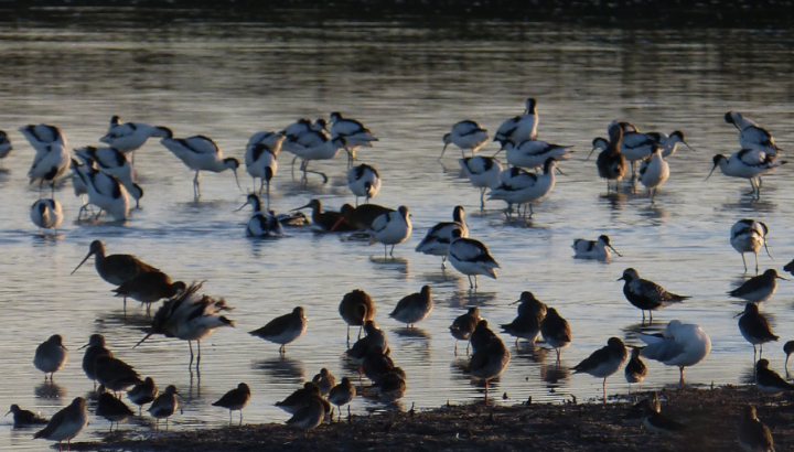 Visite 40 ans de la réserve naturelle de Moëze-Oleron