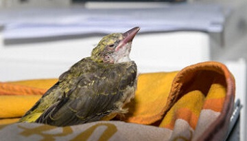 2393 animaux en détresse pris en charge en 2023 par les centres de sauvegarde LPO en région Occitanie et Pays catalan