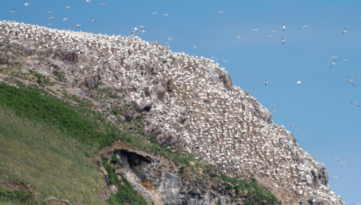 <strong>grippe</strong> <strong>aviaire</strong> : le point sur la situation en France