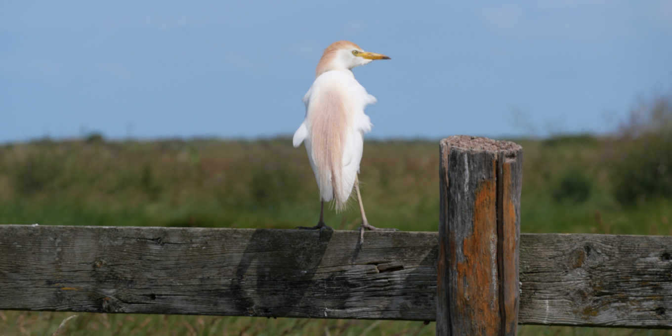 Au coeur du marais de Brouage, le Héron gardeboeuf©RNNMO-LPO