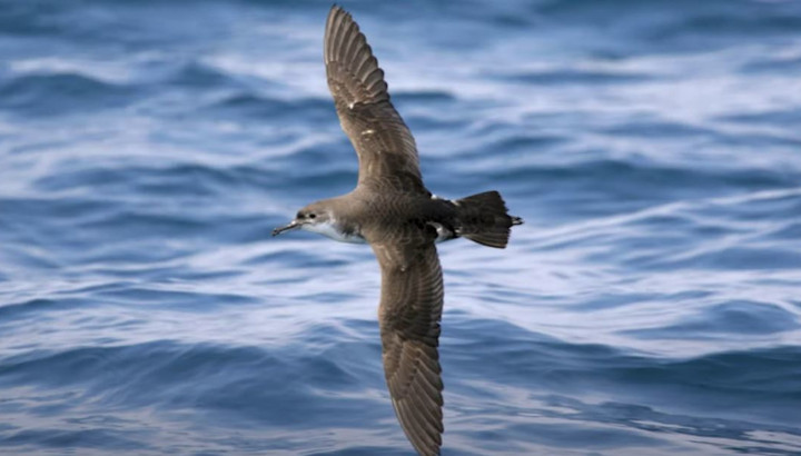 Puffin yelkouan