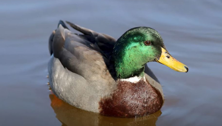 Canard colvert
