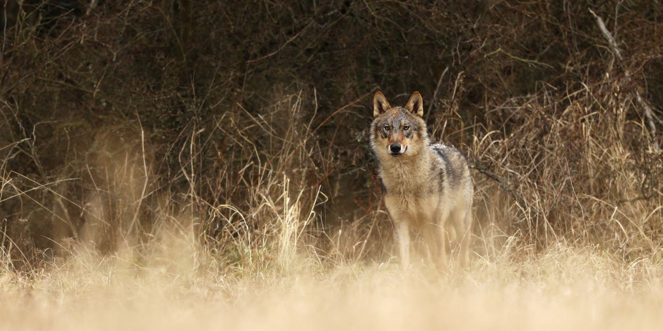 Tirs de loups dans les réserves naturelles nationales : une ligne rouge qui porte atteinte à leur principe fondateur