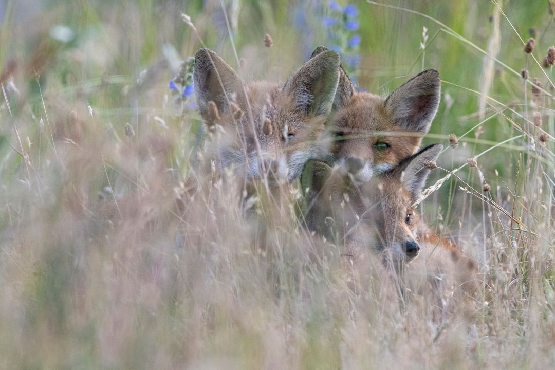 Trois jeunes renards roux dans les herbes hautes
