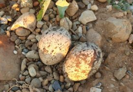Un couple d’Oedicnèmes criards détecté sur la carrière de Mondy