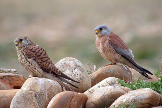 Faucons crécerellettes