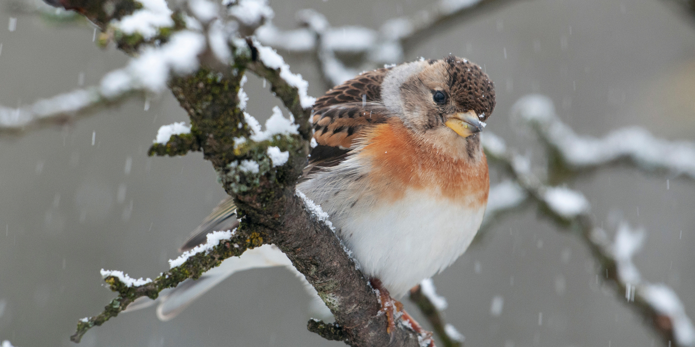 Comptage national des oiseaux des jardins les 27 et 28 janvier