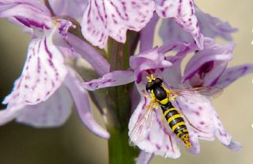 Insectes, amis des fleurs