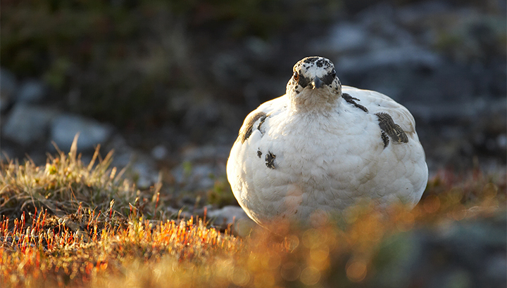Victoire au Conseil d’État : La chasse des lagopèdes alpins enfin suspendue !